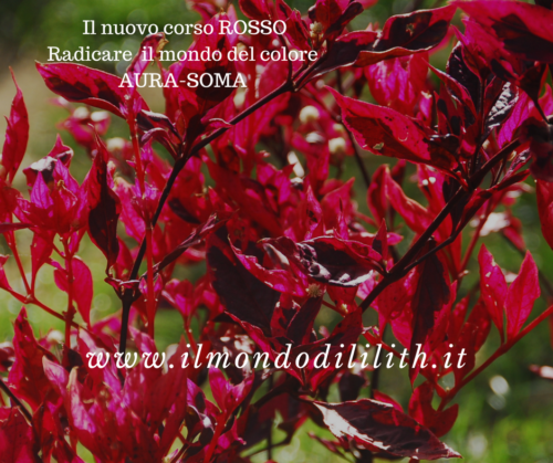 AURA-SOMA COLORE rosso